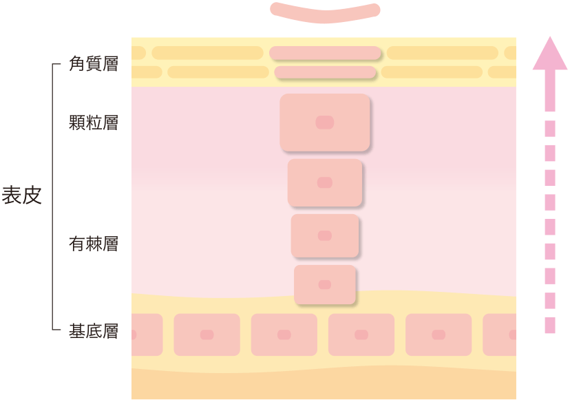 大切なのはお肌の自活力!